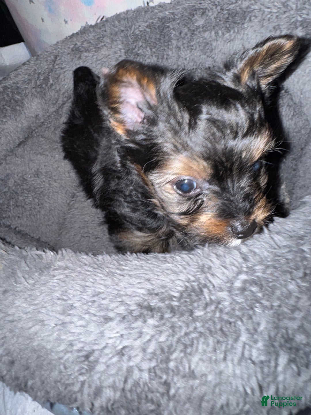 Yorkshire Terrier dogs for sale: Kyro - Ad 10