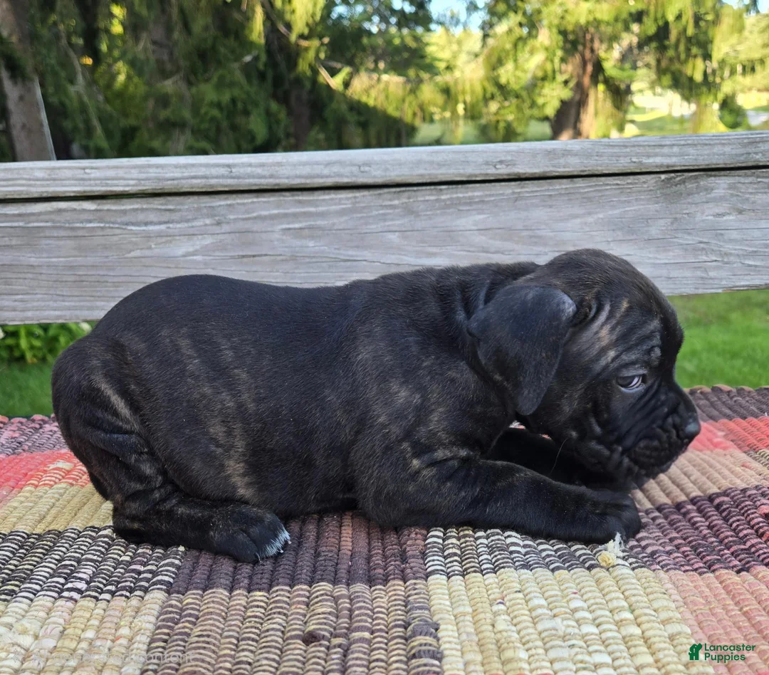 Cane Corso dogs for sale: AKC Baylee  - Ad 2