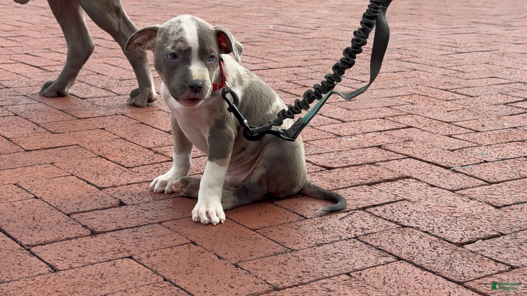 American Bully dogs for sale: Greyjoy  - Ad 16