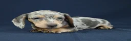 Miniature Dachshund dogs for sale: Emerald - Ad 2