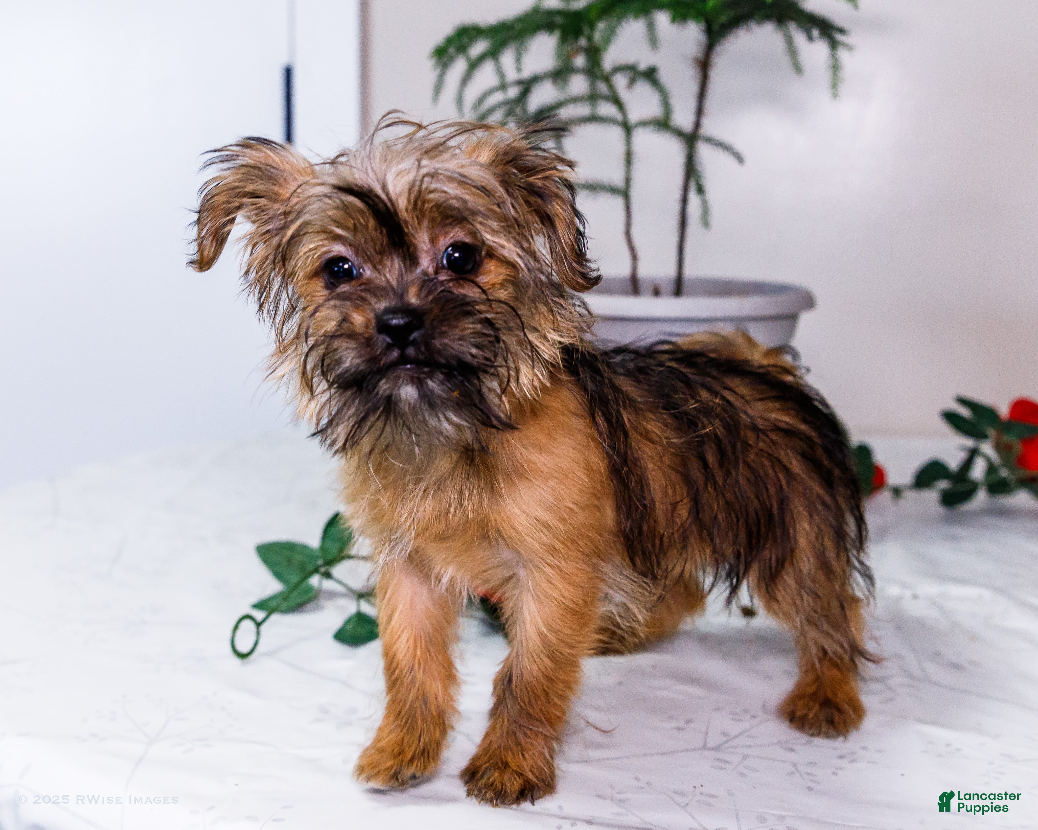 Shorkie dogs Lanae - Ad 7