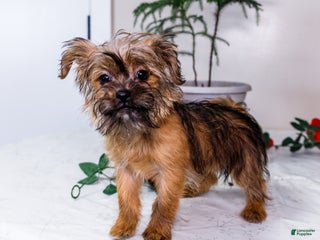 Shorkie dogs Lanae - Ad 35