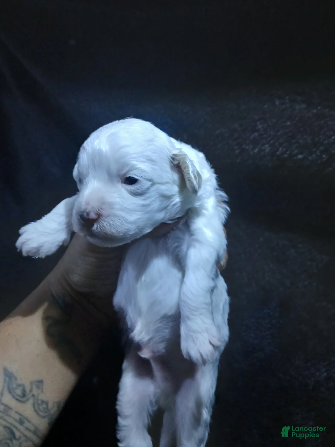 Mixed Breed dogs for sale: Bourbon - Ad 2