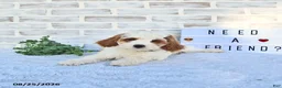 Cavapoo dogs for sale: Case  - Ad 5
