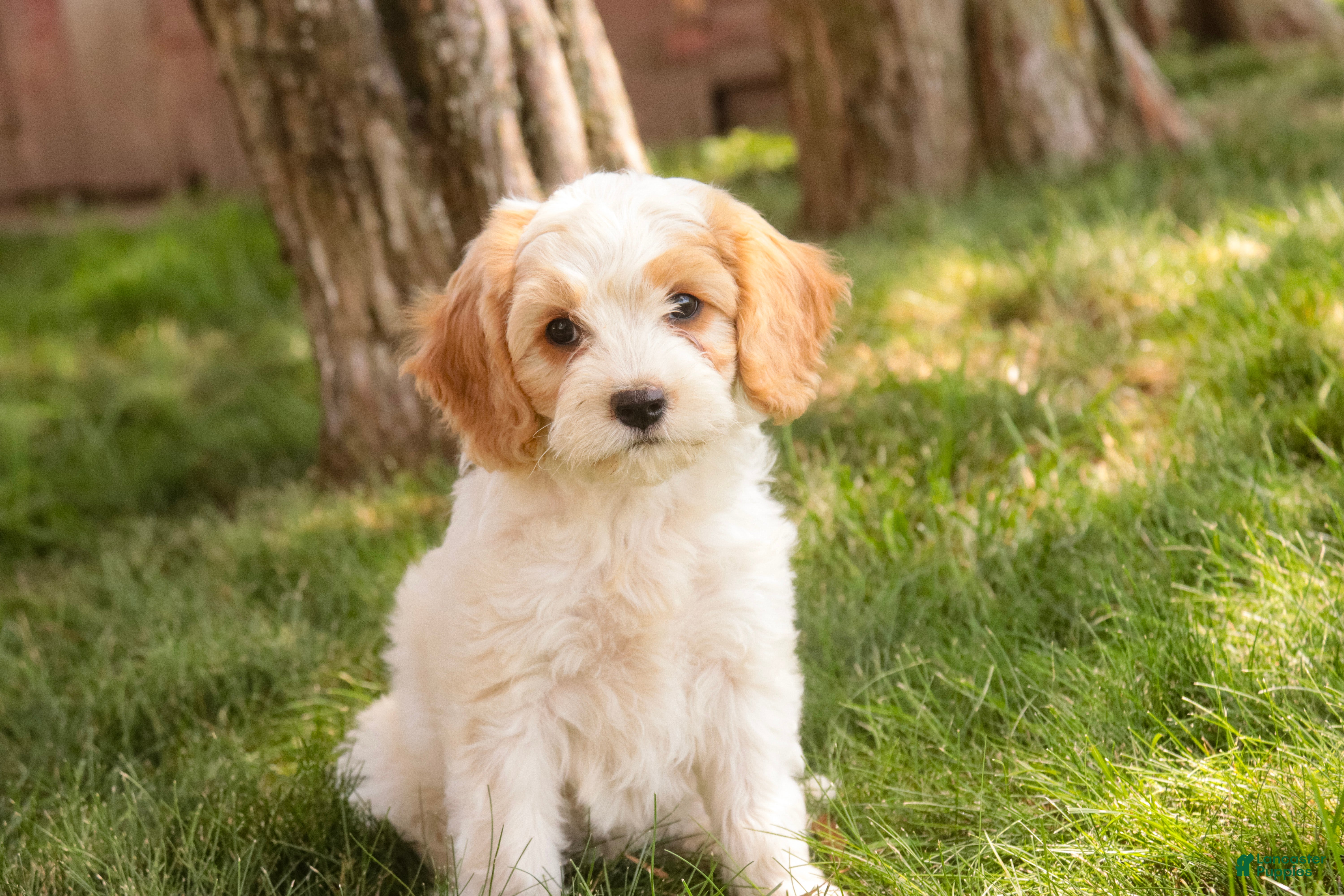 Mixed Breed dogs Fairy Munchkin Bernedoodle - Ad 2