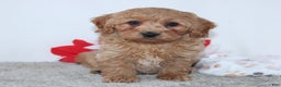 Mini Goldendoodle dogs for sale: Irvin - Ad 2