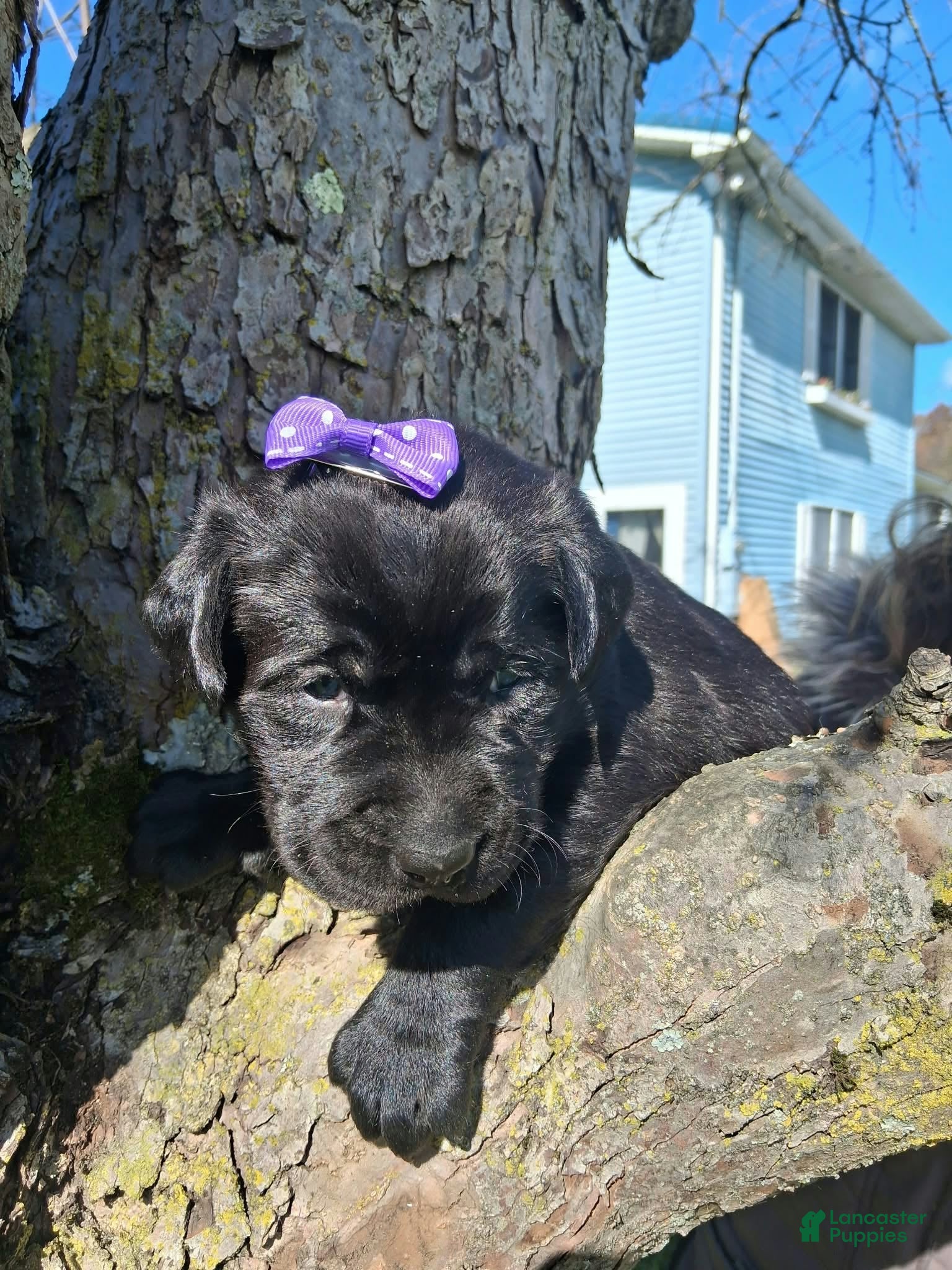 Labrador Retriever dogs for sale: Layla - Ad 2