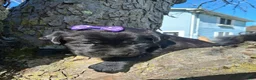 Labrador Retriever dogs for sale: Layla - Ad 2