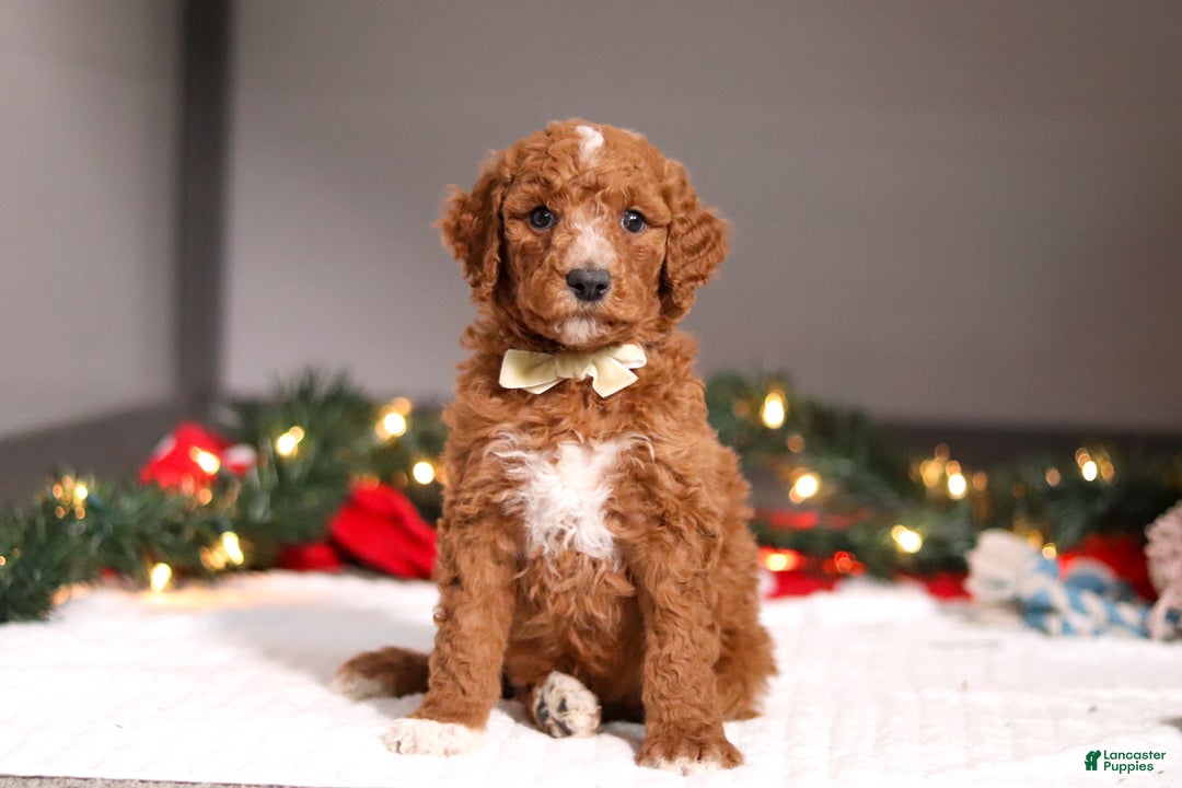 Standard Poodle dogs for sale: Bluey - Ad 2