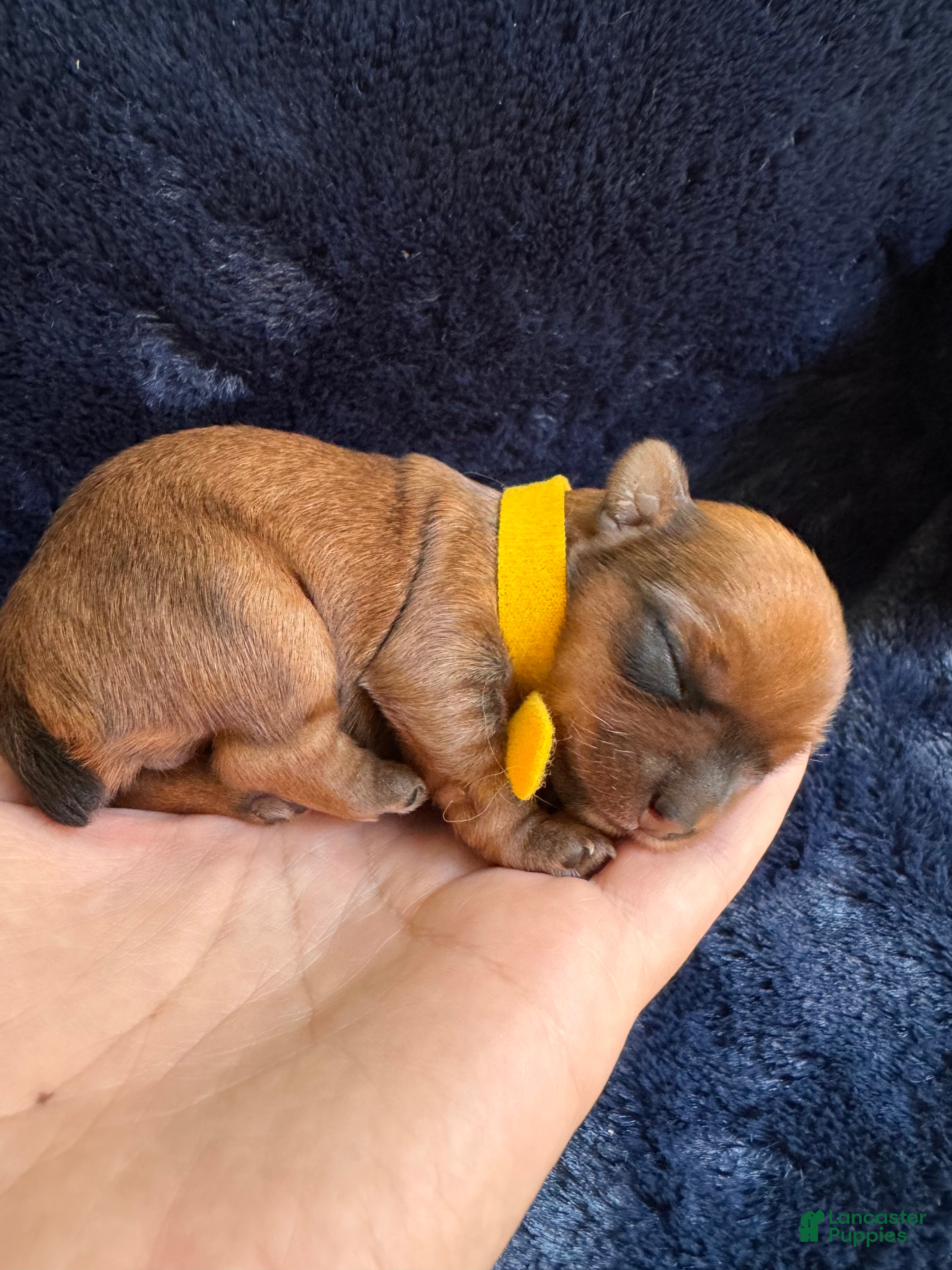 Yorkshire Terrier dogs Female Yorkshire Terrier 3 - Ad 1