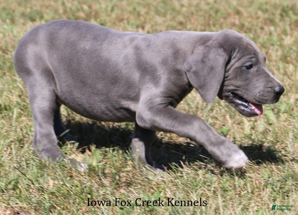 Great Dane dogs Sophie - Ad 2