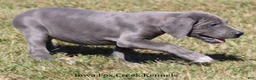 Great Dane dogs for sale: Sophie - Ad 2