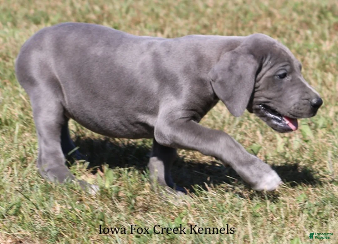 Great Dane dogs for sale: Sophie - Ad 2