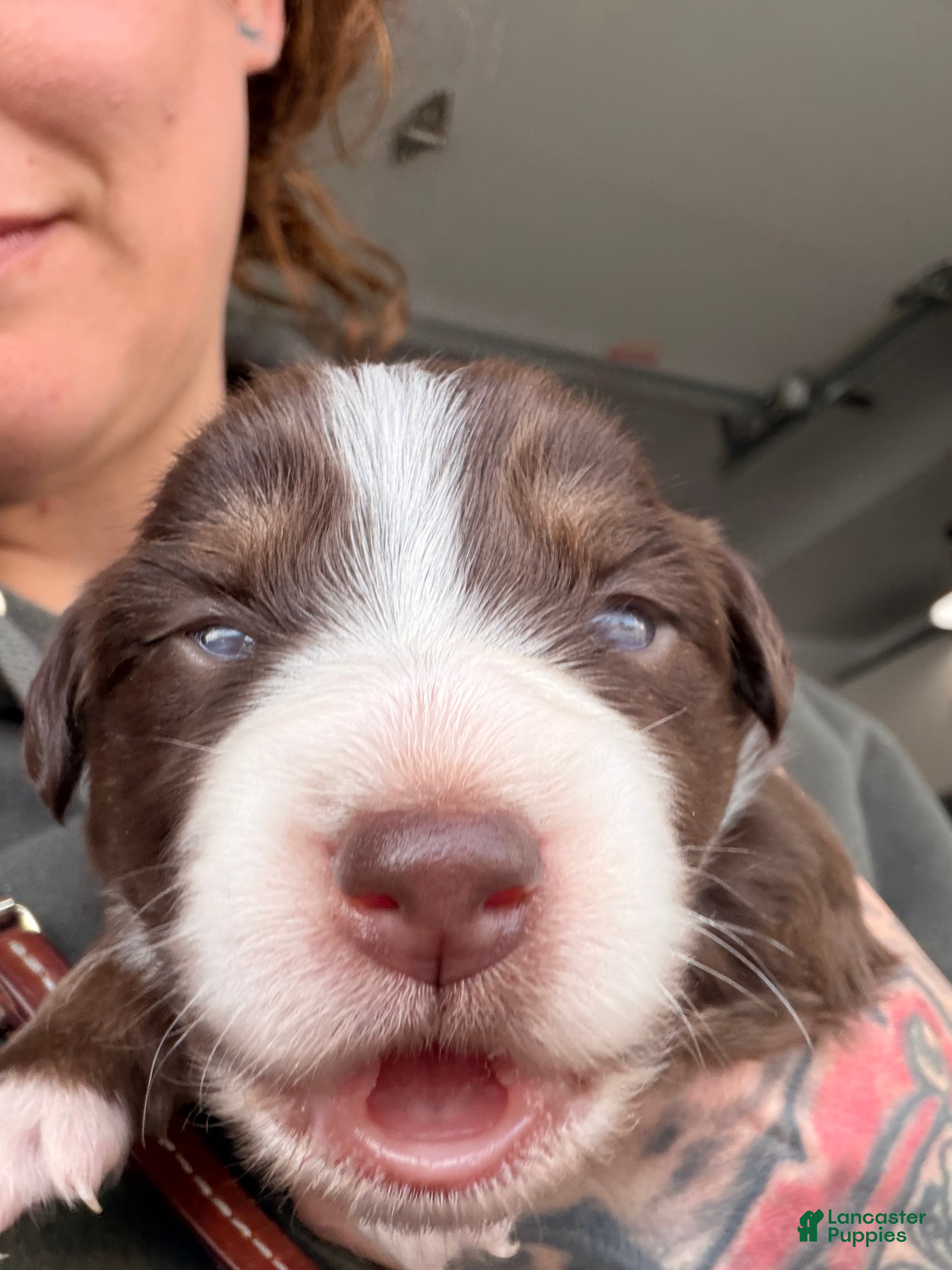 Australian Shepherd dogs Australian Shepherd Puppy - Kimi  - Ad 41