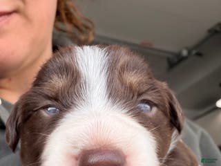 Australian Shepherd dogs Australian Shepherd Puppy - Kimi - Ad 41