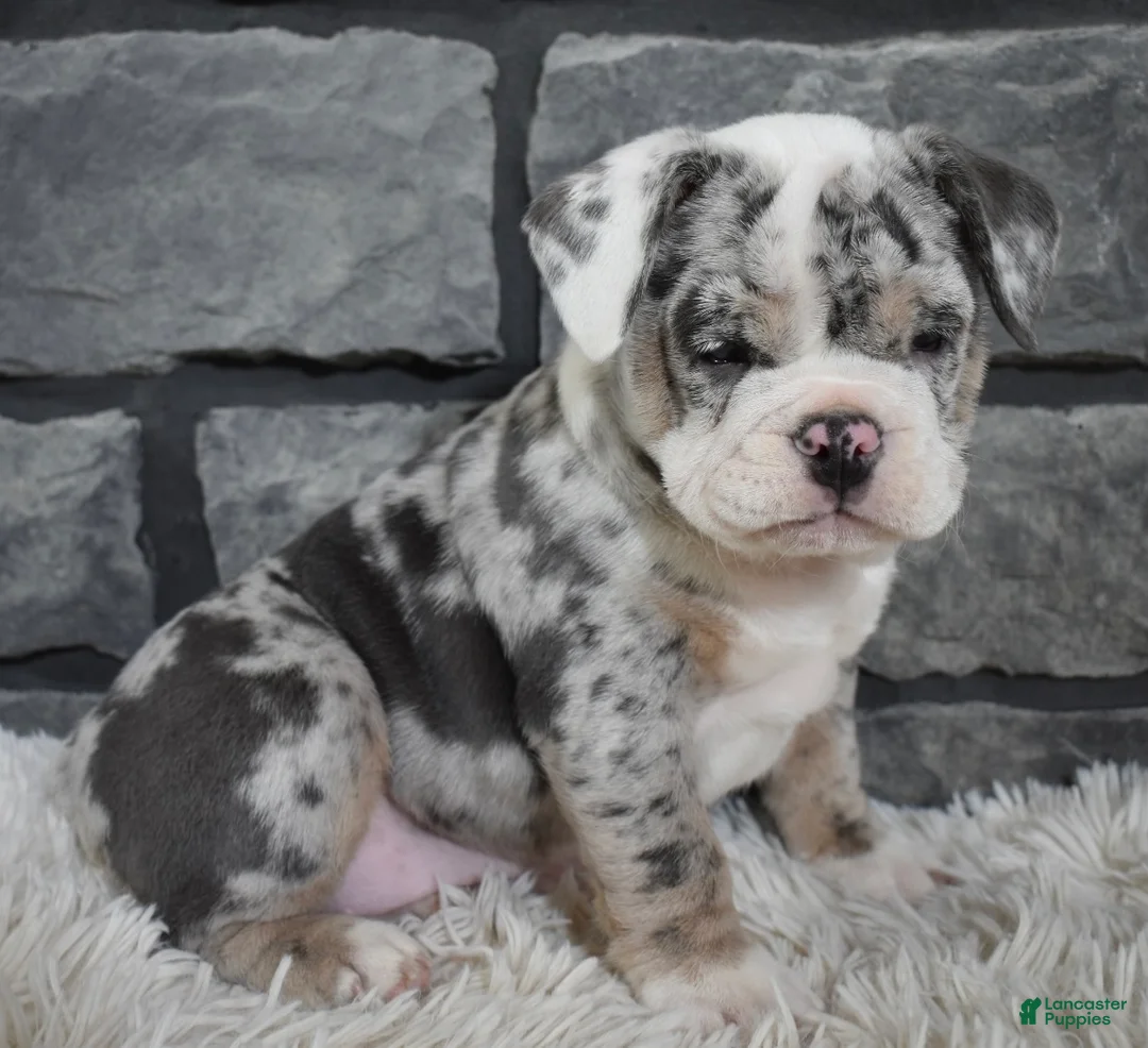 Mixed Breed dogs for sale: Daisy  - Ad 2