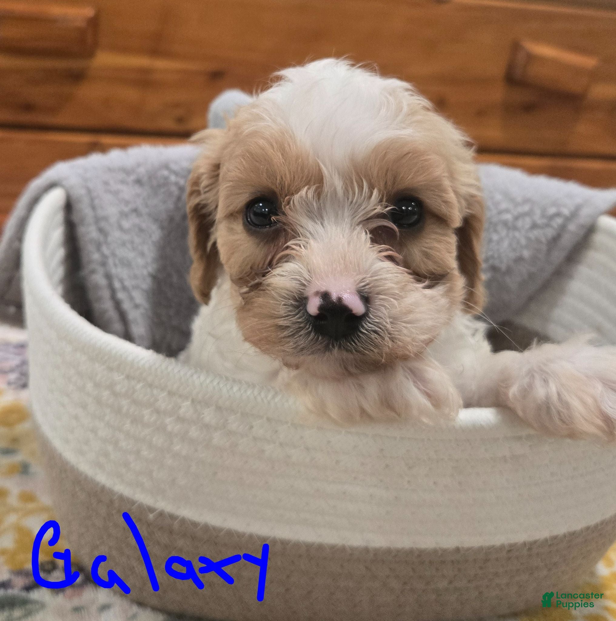Cavapoo dogs Galaxy - Ad 1