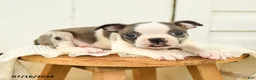 Boston Terrier dogs for sale: Caleb - Ad 4