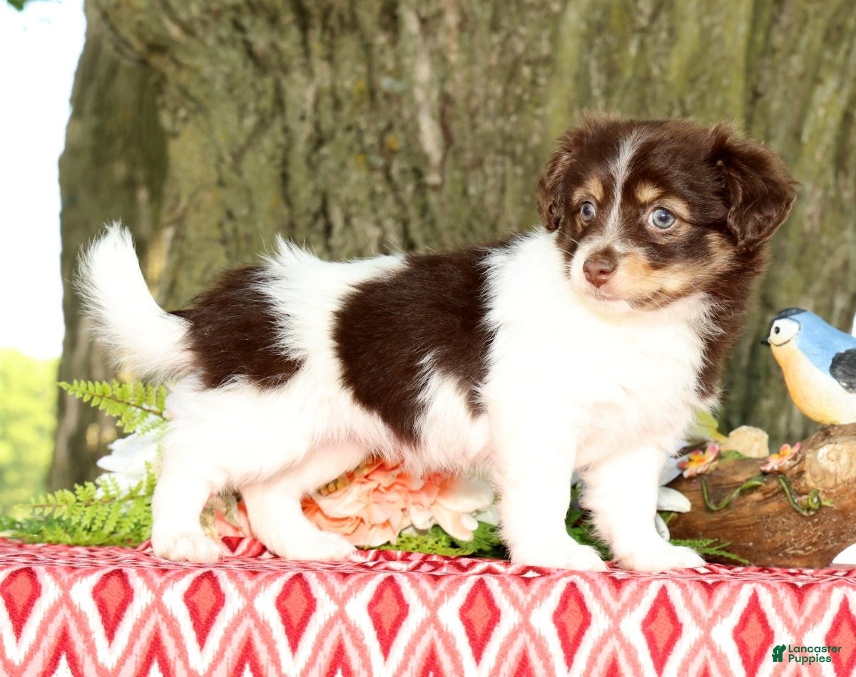 Havanese dogs for sale: Margie - Ad 1