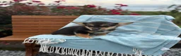 Welsh Corgi Pembroke dogs for sale: Josie - Ad 20