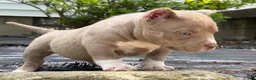 American Bully dogs for sale: Teddy - Ad 6