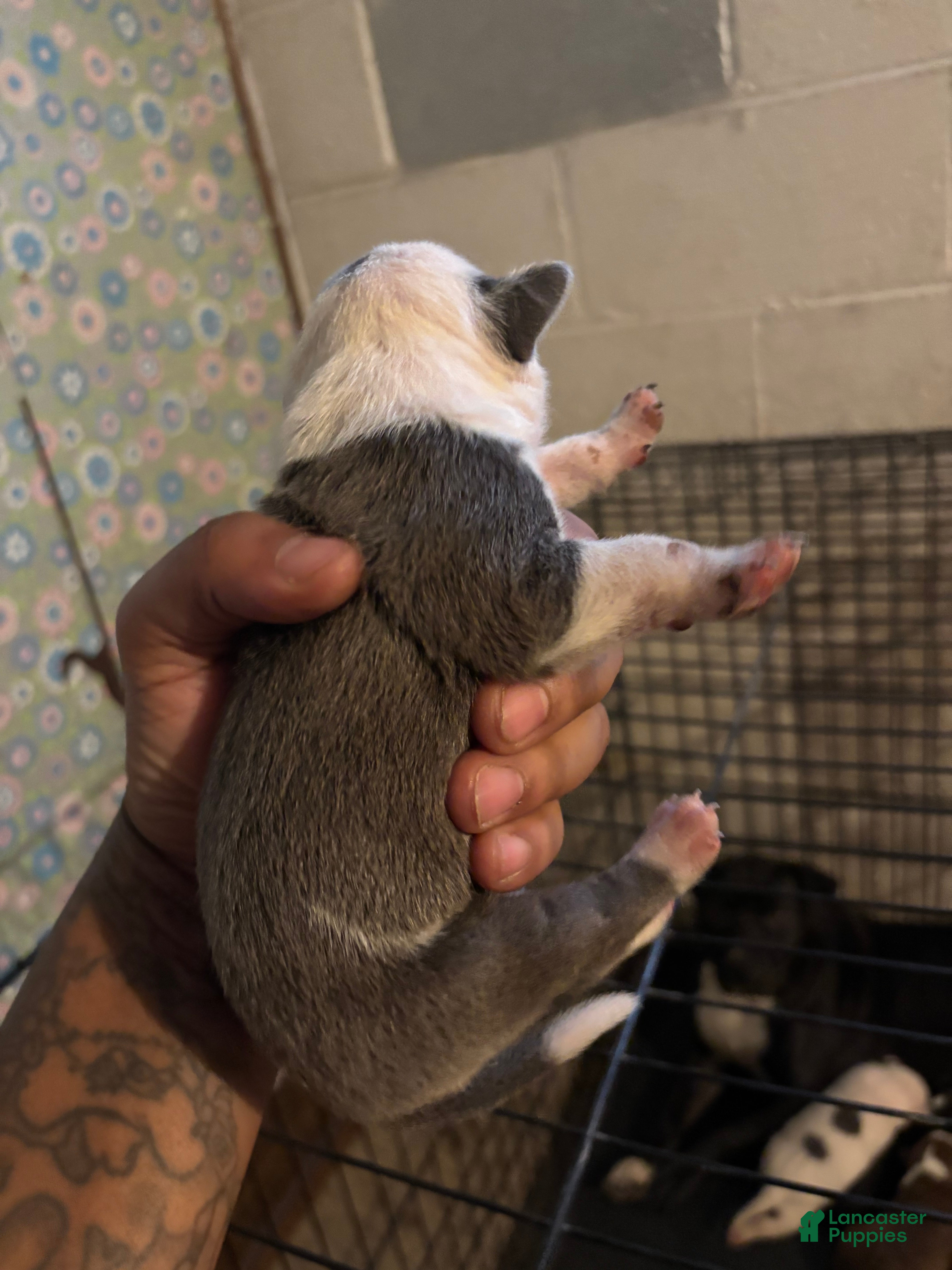 American Staffordshire Terrier dogs American Staffordshire Terrier Puppy 1 - Ad 2