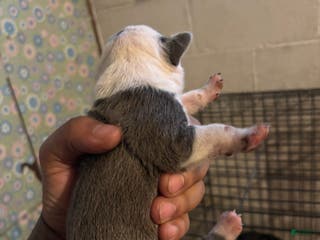 American Staffordshire Terrier dogs American Staffordshire Terrier Puppy 1 - Ad 2