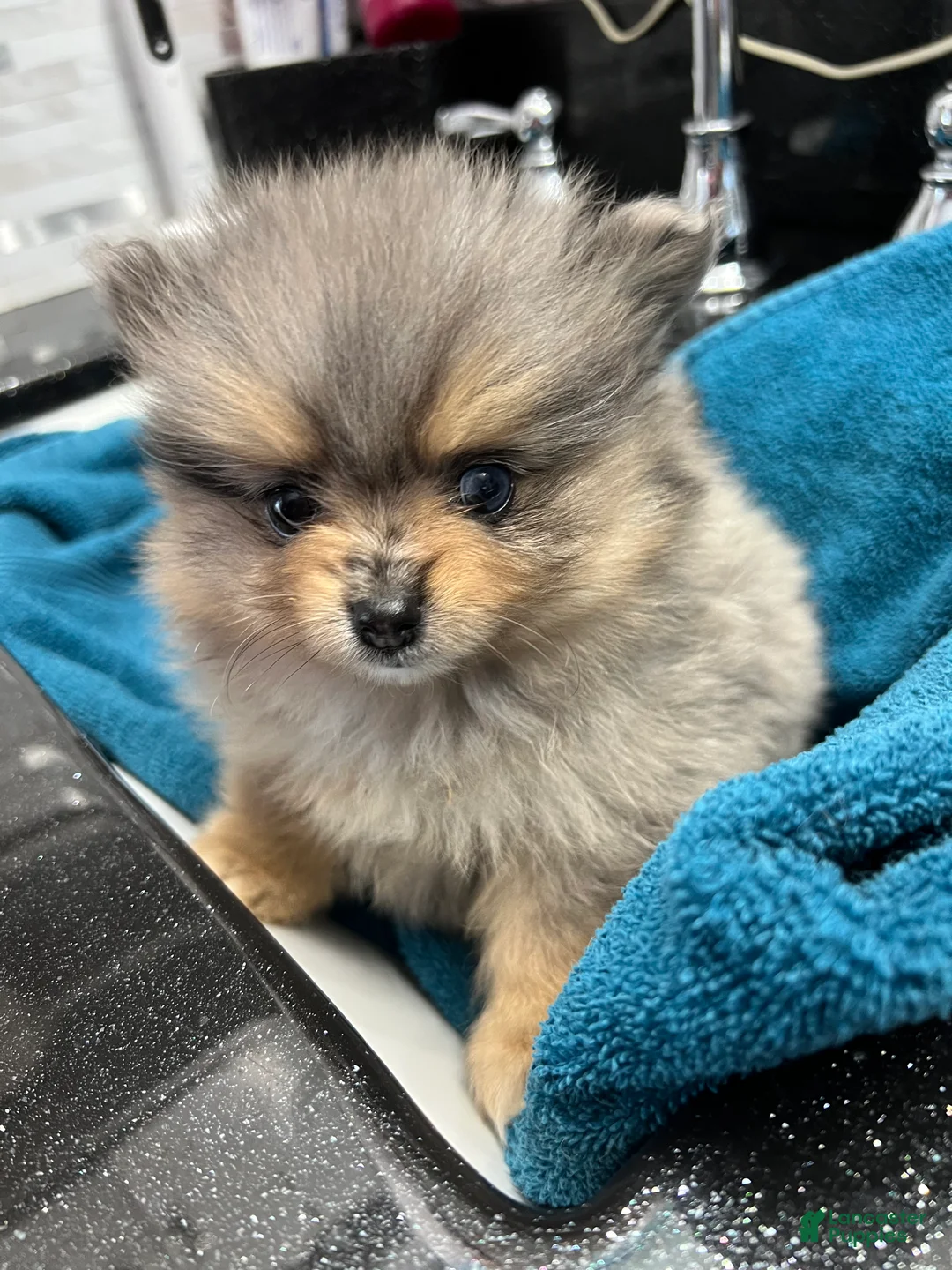 Pomeranian dogs for sale: Betty  - Ad 1