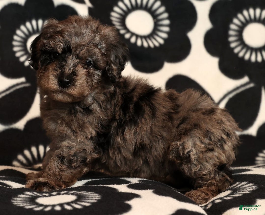 Miniature Poodle dogs for sale: Porter - Ad 7