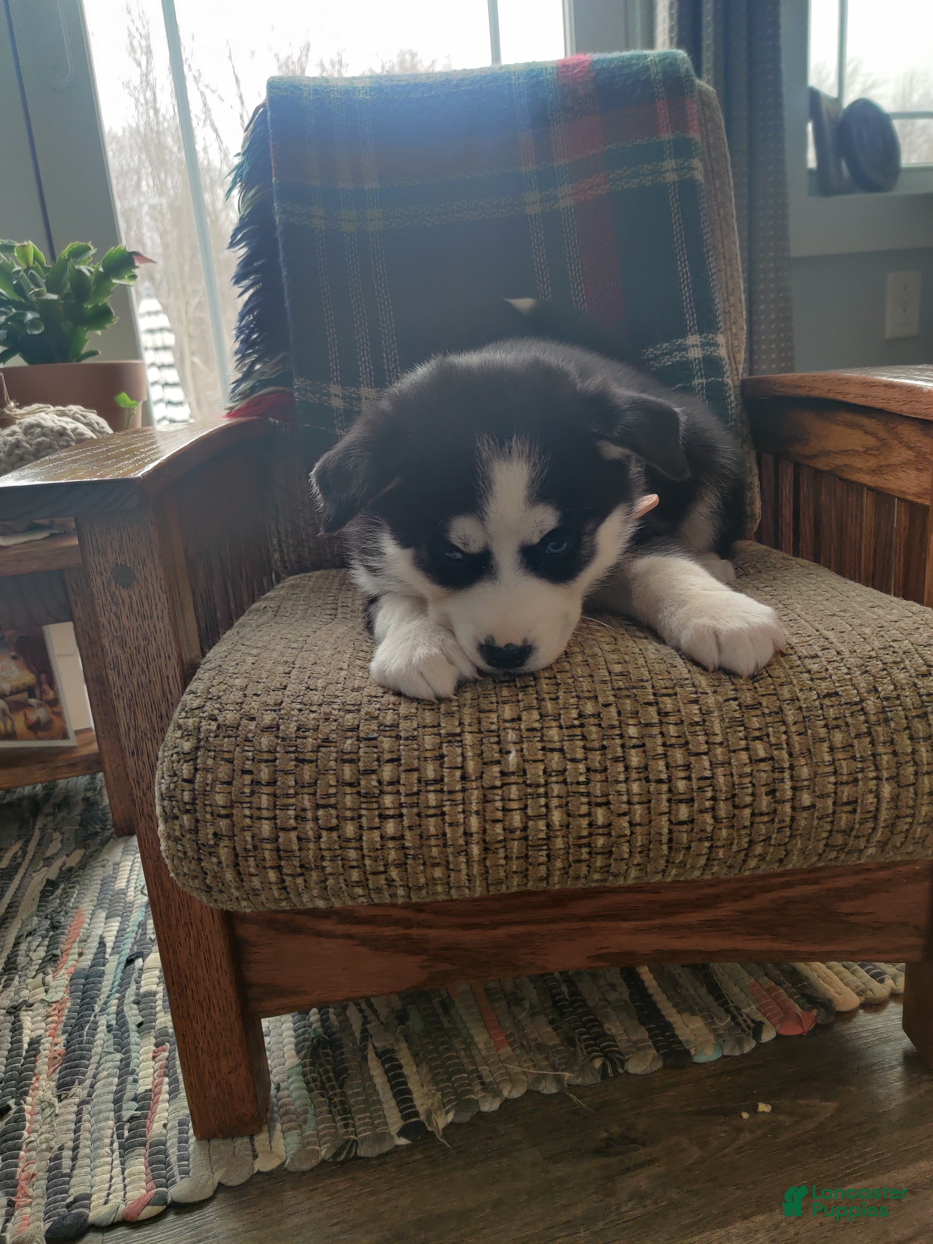 Siberian Husky dogs Hwin - Ad 2