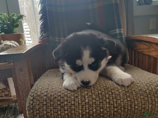 Siberian Husky dogs Hwin - Ad 2