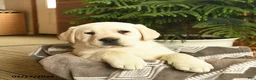 Labrador Retriever dogs for sale: Ghost  - Ad 5