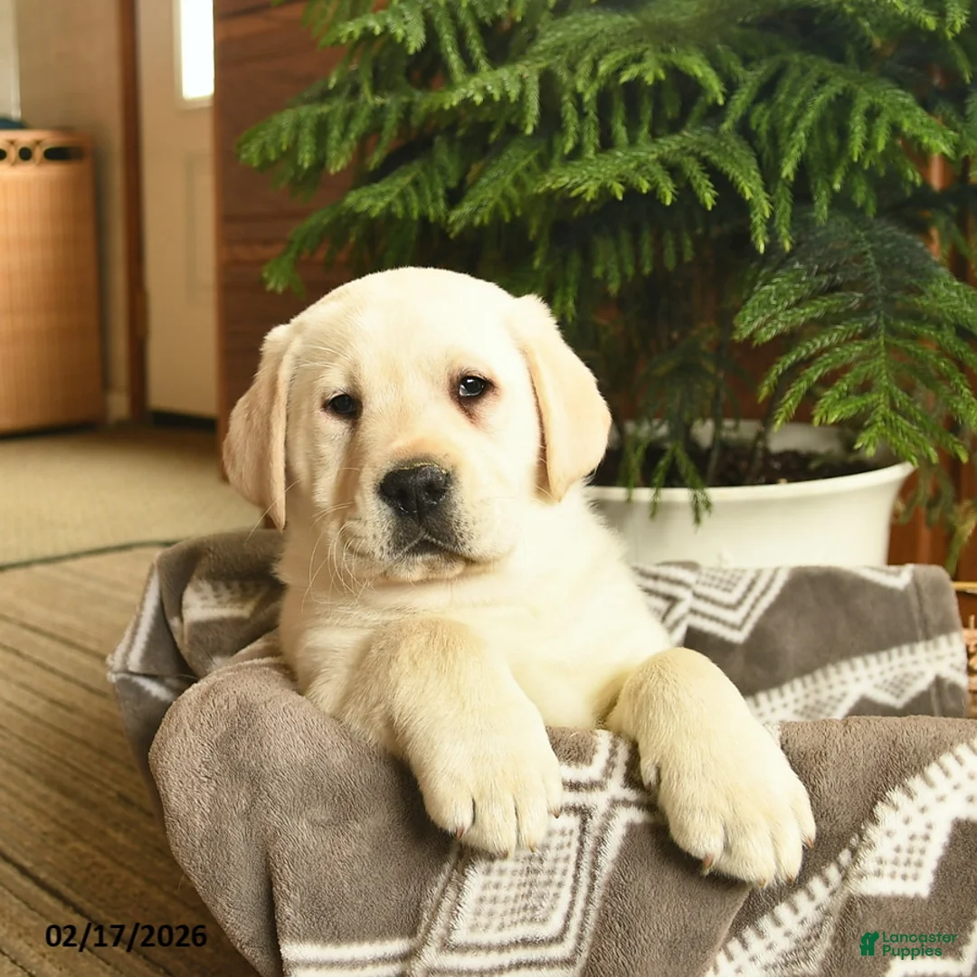 Labrador Retriever dogs for sale: Ghost  - Ad 5
