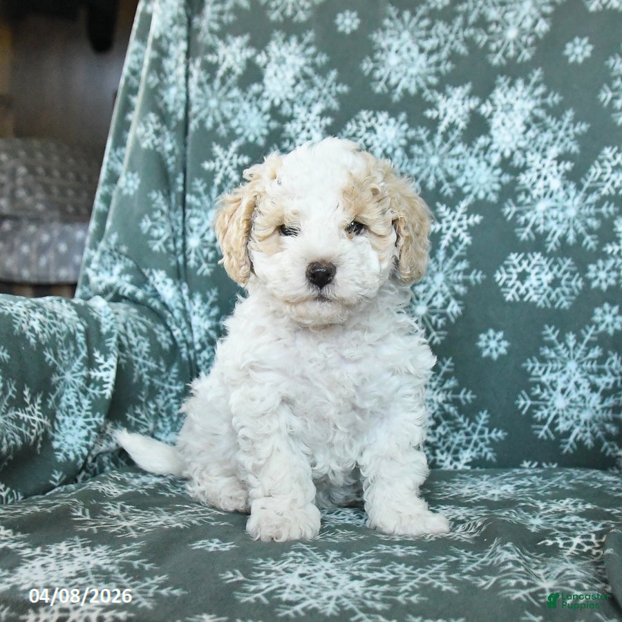 Toy Poodle dogs Patches - Ad 2