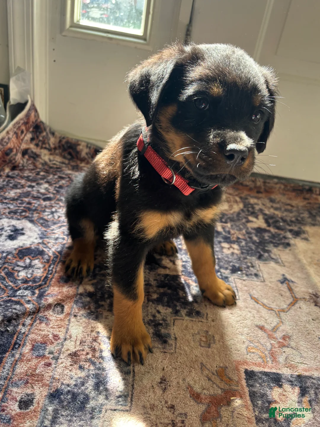Rottweiler dogs for sale: Red - Ad 1