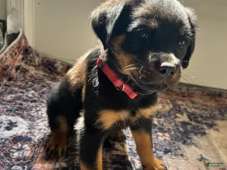 Rottweiler dogs Red - Ad 6