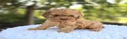 Cocker Spaniel dogs for sale: Kristina - Ad 6