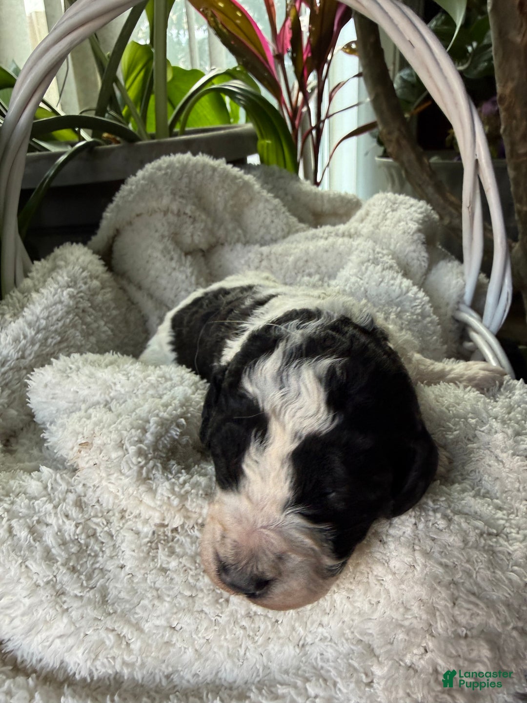 Mixed Breed dogs for sale: Ace - Ad 3