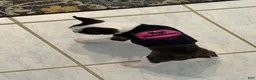 Boston Terrier dogs for sale: Jesse  - Ad 6