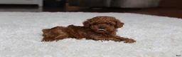 Toy Poodle dogs for sale: Teacup  Ava - Ad 3