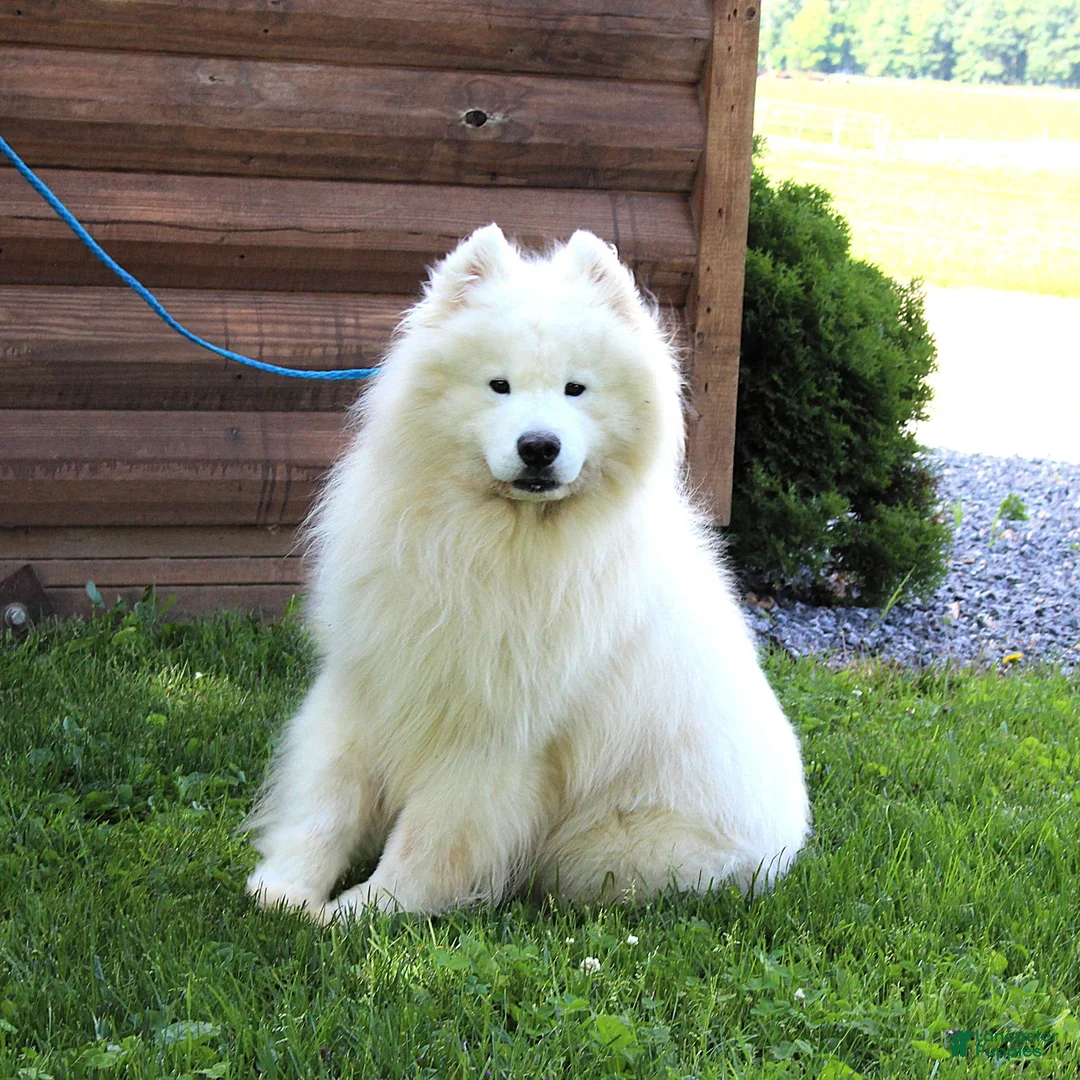 Samoyed dogs for sale: Hansom  - Ad 3