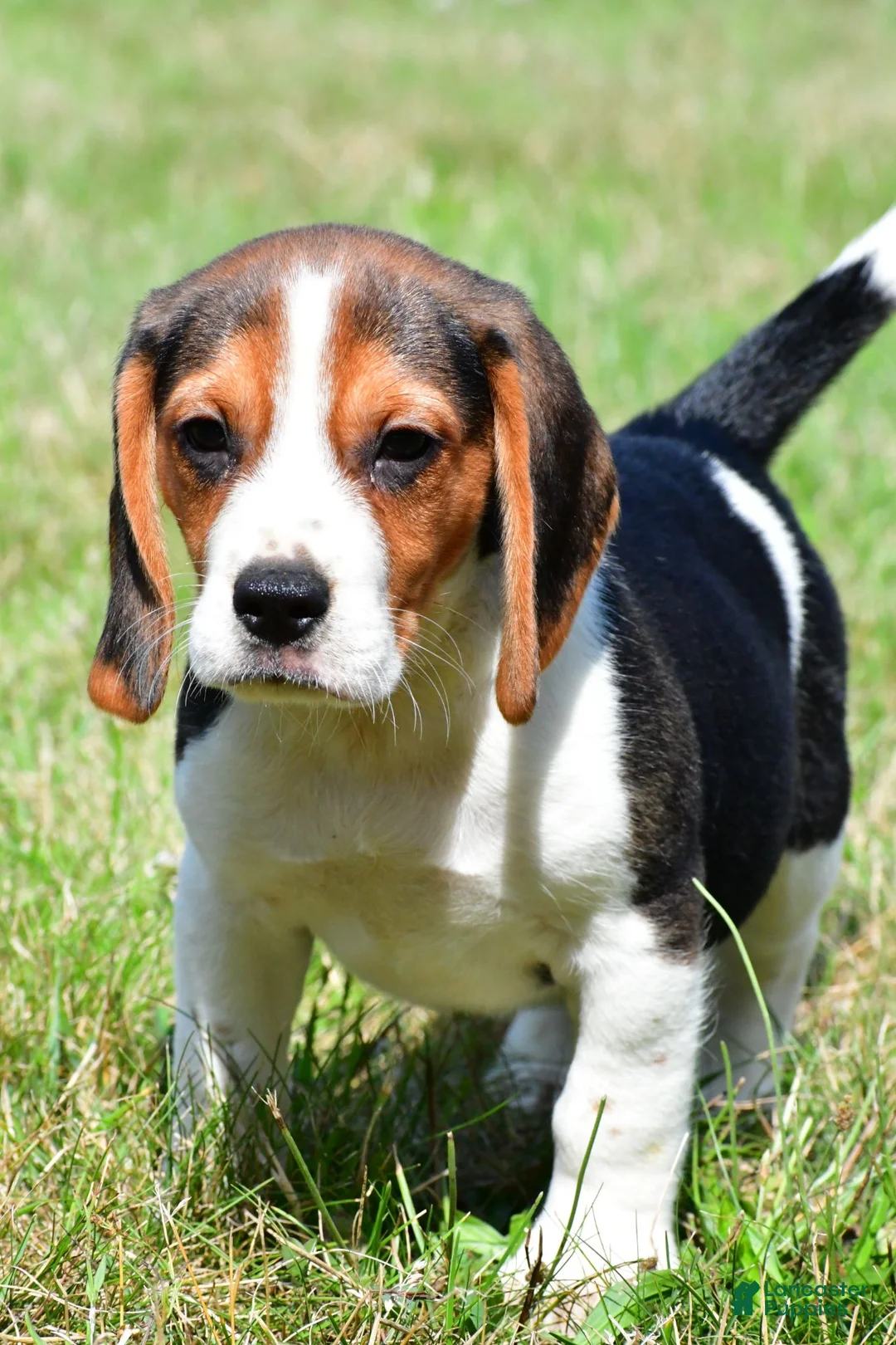 Beagle dogs for sale: Carson - Ad 1