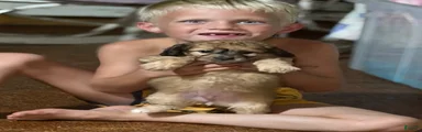 Cockapoo 2