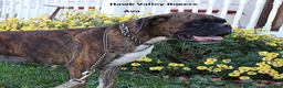 Boxer dogs for sale: Cassy - Champ lines - Ad 5