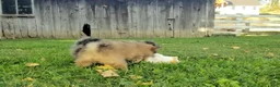 Pomeranian dogs for sale: Jewel  - Ad 10