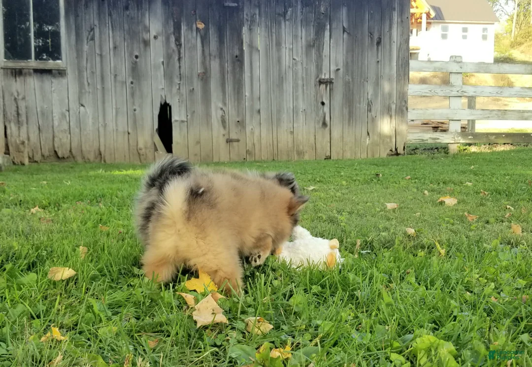 Pomeranian dogs for sale: Jewel  - Ad 10