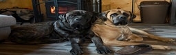 English Mastiff dogs for sale: English Mastiff Puppy “Purple” - Ad 5
