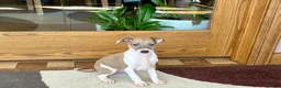 Italian Greyhound dogs for sale: Forest  - Ad 1