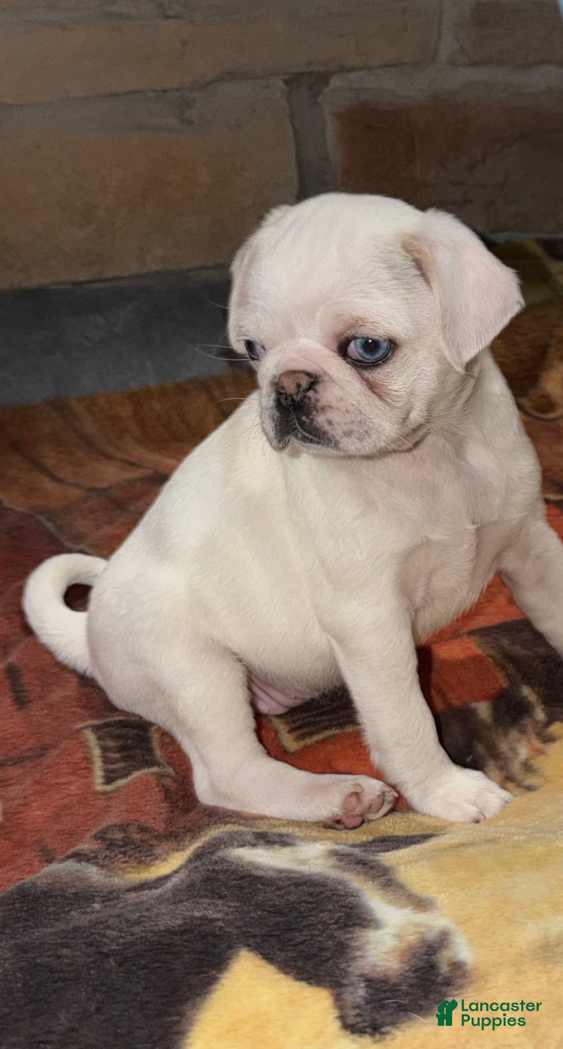 Pug dogs Pearl - Ad 40