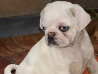 Pug dogs Pearl - Ad 40